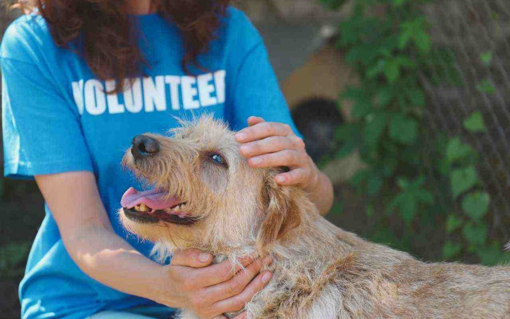 A presença de um animal pode aliviar dores emocionais profundas e trazer um conforto real, aponto estudo 1 A presença de um animal pode aliviar dores emocionais profundas e trazer um conforto real, aponto estudo (1)